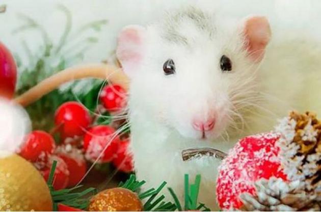 Білий щур принесе зміни на краще