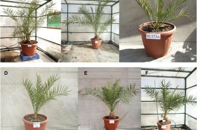 Ученым удалось вырастить финиковую пальму из семян времен Римской империи