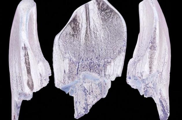 У Якутії знайшли зуби зауропод