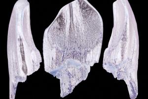 Палеонтологи знайшли в Якутії останки найпівнічніших зауропод