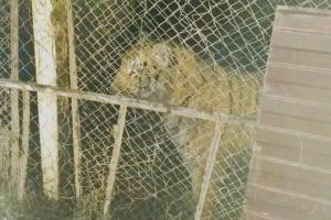 У Києві знайшли в занедбаному клубі шість тигрів, які гинуть у неволі