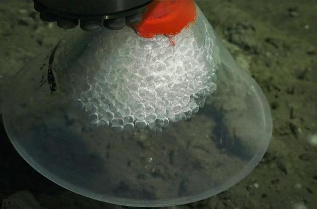 У пластах гідрату метану знайдені мікроорганізми