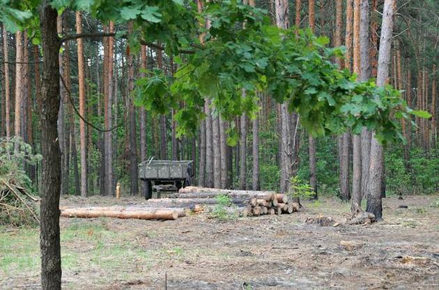 Президент затвердив закон про заборону вирубки ялицево-букових лісів у Карпатах
