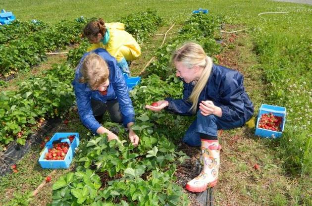 Українцям видано в Естонії більше 24 тисяч дозволів на роботу