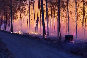 Пожары в Австралии: сигналы для украинцев