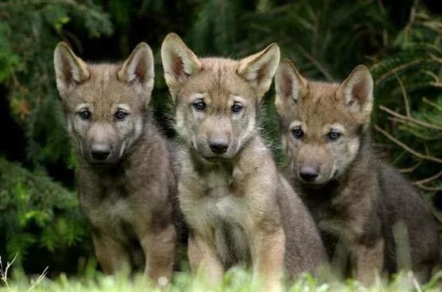 Вовченята можуть приносити м'ячик незнайомому тренеру