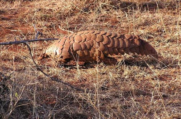 Панголины оказались вероятными носителями нового коронавируса