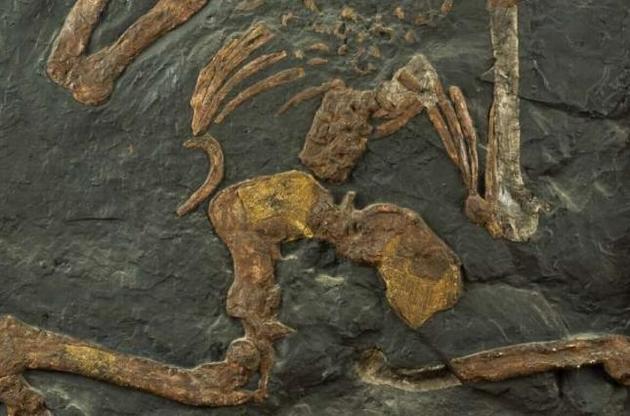 Гомінід не міг ходити прямо і лазити по деревах