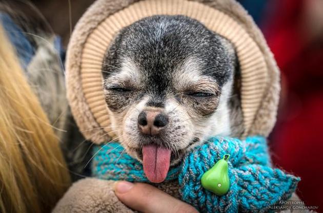 У ЄП закликають не купувати тваринок, а забирати додому безхатченків