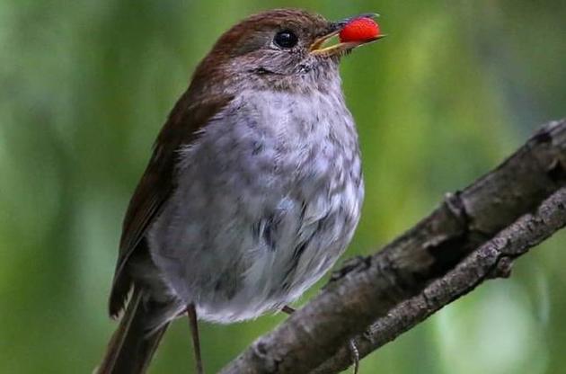 Размеры певчих птиц меняются из-за глобального потепления