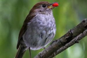 Певчие птицы начали уменьшаться в размерах из-за глобального потепления