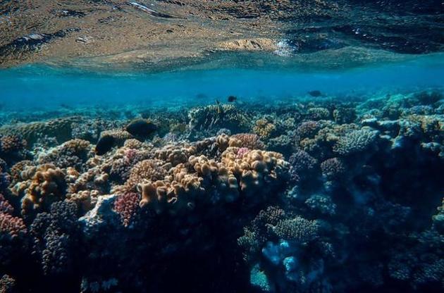 Коралловые рифы могут исчезнуть к 2100 году – ученые