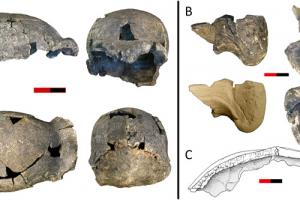 Homo erectus вміли створювати складні знаряддя праці