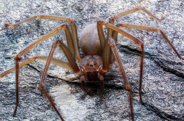 Вчені виявили в Мексиці новий вид павуків з отруйним укусом
