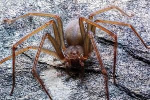Вчені виявили в Мексиці новий вид павуків з отруйним укусом