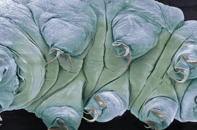 Тихоходок может убить длительное воздействие высоких температур