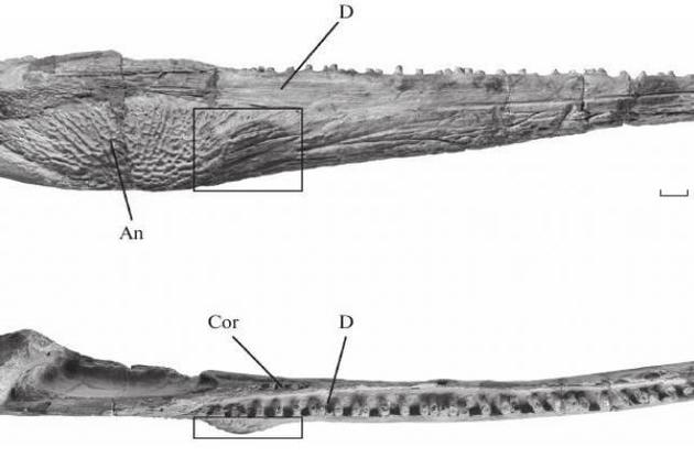 На челюсти древней амфибии найдена доброкачественная опухоль
