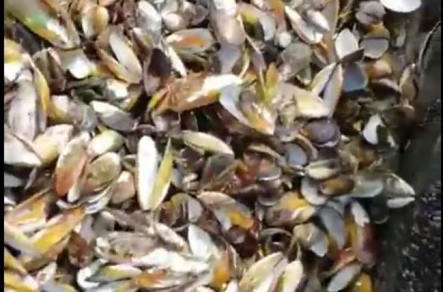 На побережье Новой Зеландии выбросило сотни тысяч сварившихся заживо моллюсков