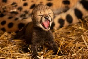 Дитинчата гепардів народилися в американському зоопарку за допомогою ЕКЗ