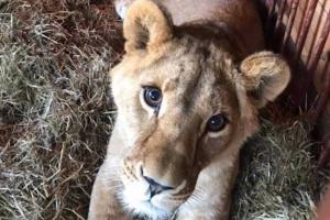 До Африки відправились четверо українських левів
