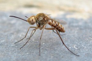 Вчені розкрили секрет стійкості комарів до інсектицидів