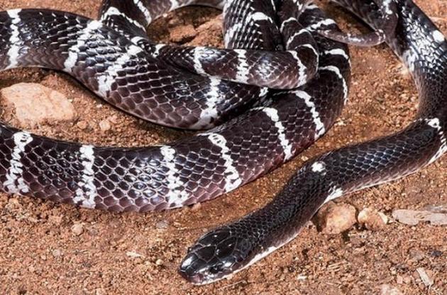 Ученые рассказали, почему змеи стали ядовитыми