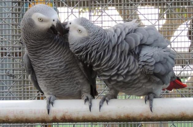 Сірі папуги виявилися здатні допомагати іншим без користі для себе