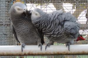 Сірі папуги виявилися здатні допомагати іншим без користі для себе
