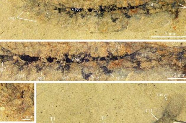 Вчені знайшли найдавніші скам'янілі рештки мозку членистоногих
