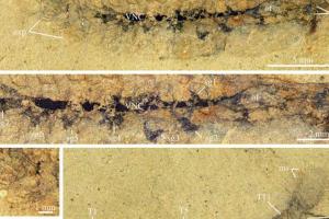 Ученые нашли древнейшие окаменелые останки мозга членистоногих