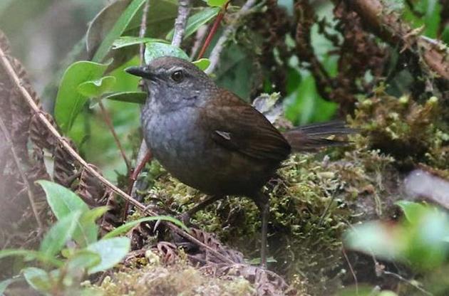 В Индонезии нашли пять новых видов певчих птиц