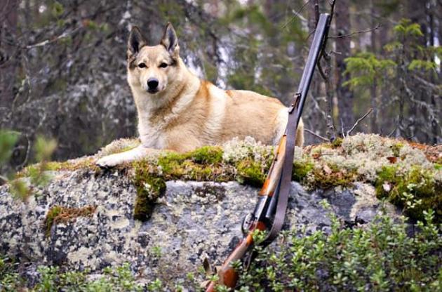 В Украине могут запретить тренировки охотничьих собак на животных