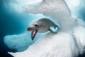 Ocean Art объявил победителя в конкурсе подводной фотографии