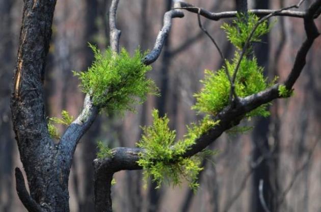 Рада поддержала изменения в Лесной кодекс по проведению национальной инвентаризации лесов
