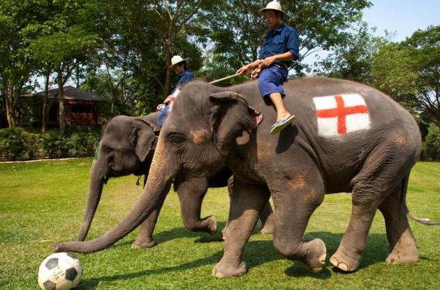 В Тайланде из-за коронавируса прекращают туристические катания на слонах