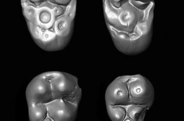 Зуби приматів розповіли про їхніюподорож через Атлантику