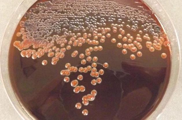 Бактерии могут помочь справиться с токсичными отходами