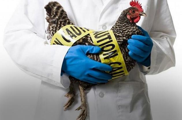 ЕС снял ограничения на ввоз украинской курятины