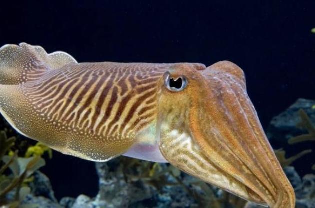 Каракатиця може відмовитися від їжі, якщо знає, що згодом отримає щось смачне