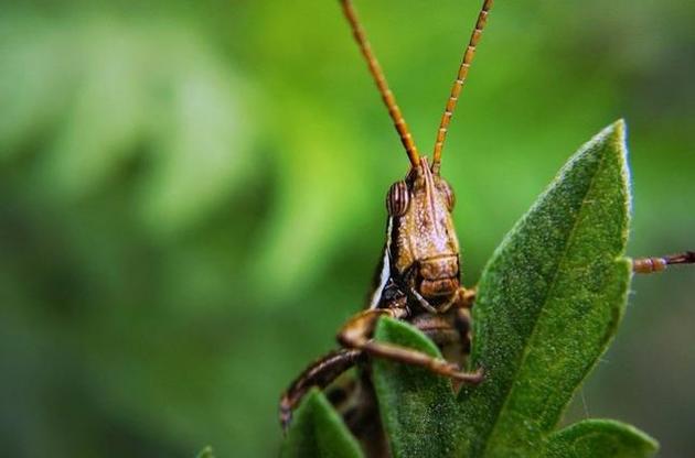 Вчені знайшли гени, які відповідають за реакцію рослини на стрес