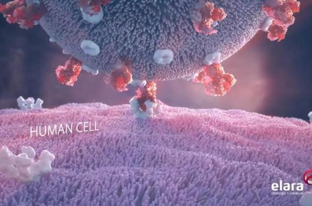 Анімація показує, як вірус атакує клітину