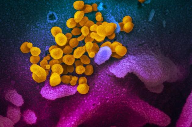 Ученые определили возраст китайского коронавируса