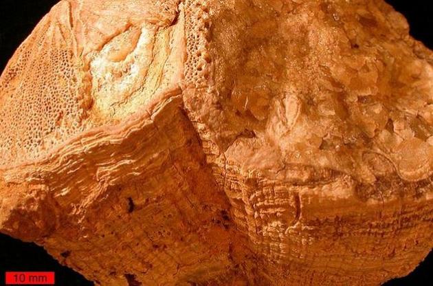 Ученые узнали о протяженности суток 70 миллионов лет назад с помощью раковины моллюска