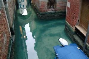 После введения карантина вода в каналах Венеции стала чище