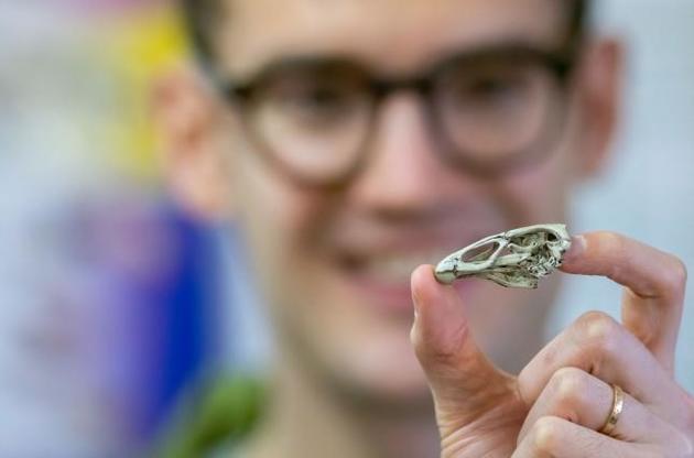 У древней птицы были характеристики современных уток и кур