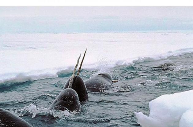 Нарвали використовують роги для приваблення самок