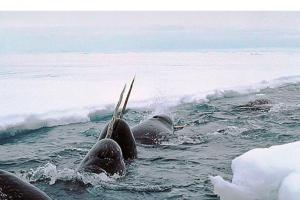 Вчені пояснили призначення рогів "арктичних єдинорогів"