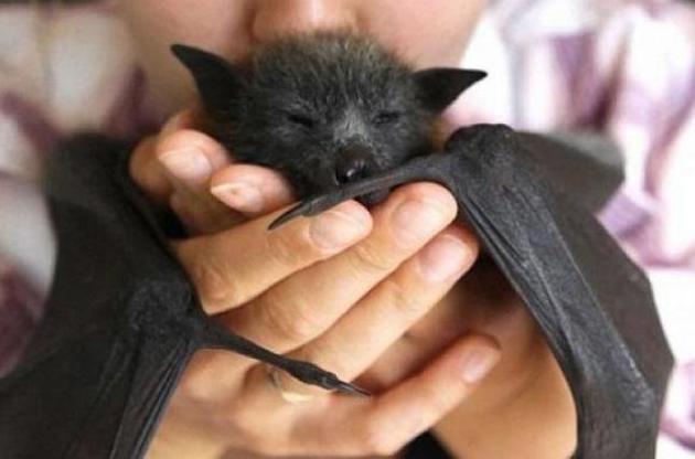 Новый законопроект стал переломным в защите животных в Китае