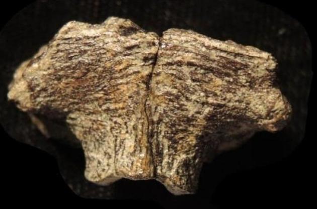 Вченим вдалося знайти добре збережені клітини динозаврів