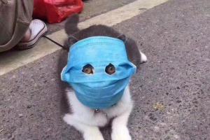 У Гонконгу в карантин відправили першу тварину: собаку перевіряють на коронавірус
